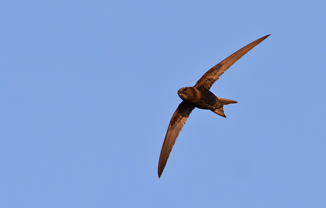Common Swift